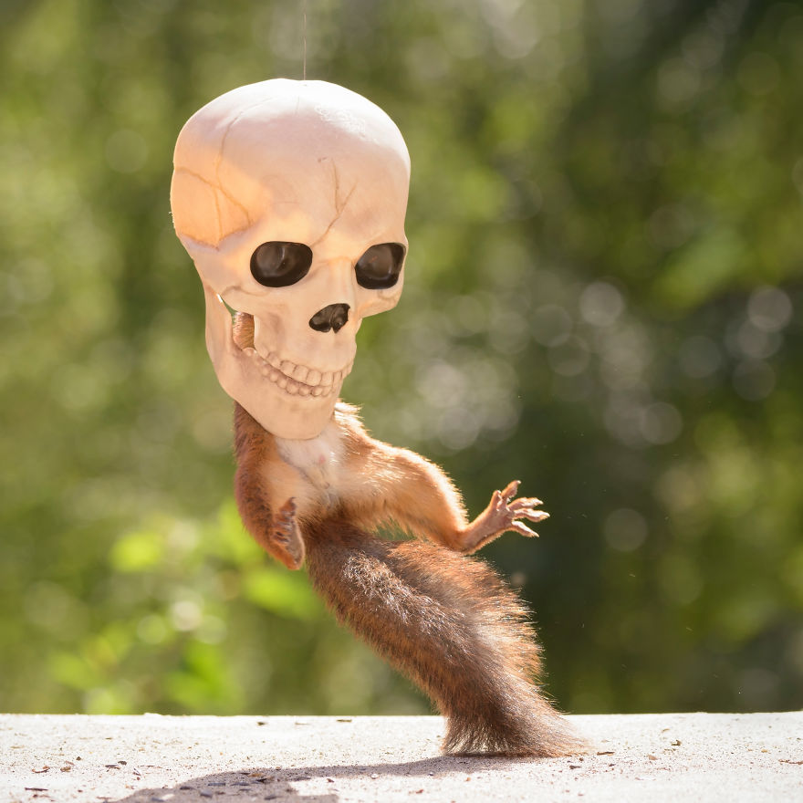 Here's How Squirrels Celebrate Halloween Here's How Squirrels Celebrate Halloween