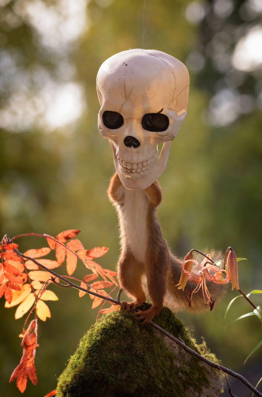 Here's How Squirrels Celebrate Halloween Here's How Squirrels Celebrate Halloween