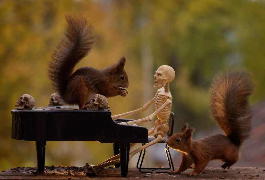 Here's How Squirrels Celebrate Halloween Here's How Squirrels Celebrate Halloween