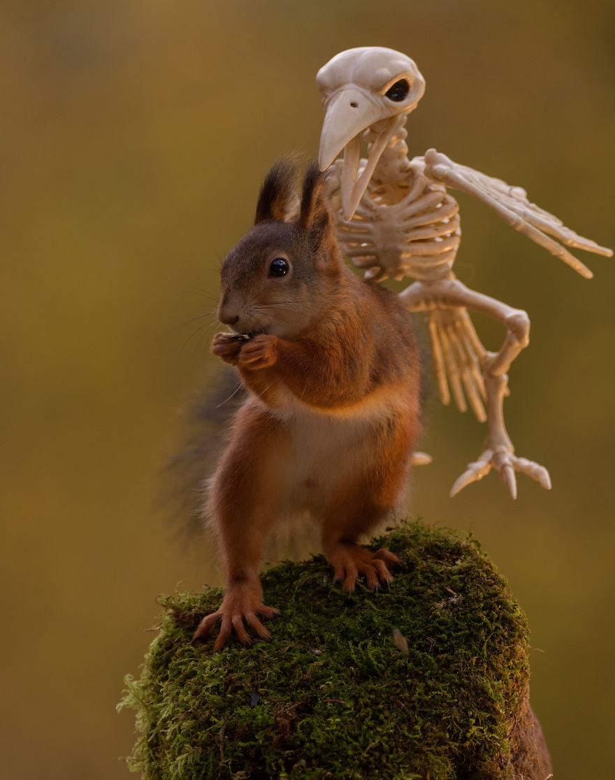 Here's How Squirrels Celebrate Halloween Here's How Squirrels Celebrate Halloween