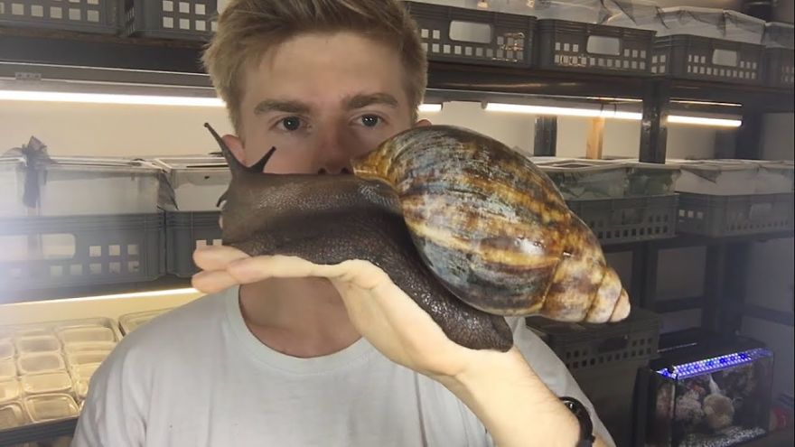 Insect Breeder Presents ‘The Biggest Snail You Will Ever See’ Insect Breeder Presents ‘The Biggest Snail You Will Ever See’