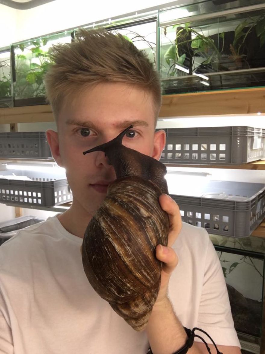 Insect Breeder Presents ‘The Biggest Snail You Will Ever See’ Insect Breeder Presents ‘The Biggest Snail You Will Ever See’
