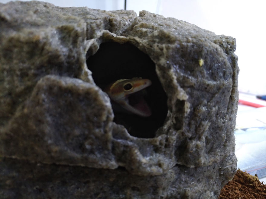 The Cutest Yawning (Or Laughing) Gery The Gecko