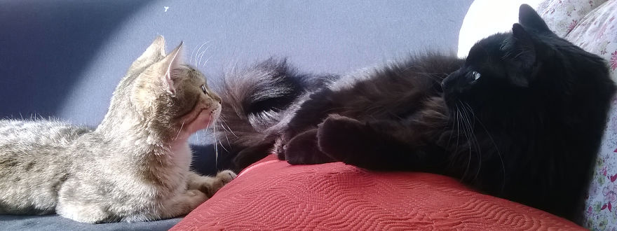 Gibbs Bonding With Keoni Who Was Found In The Middle Of The Road.