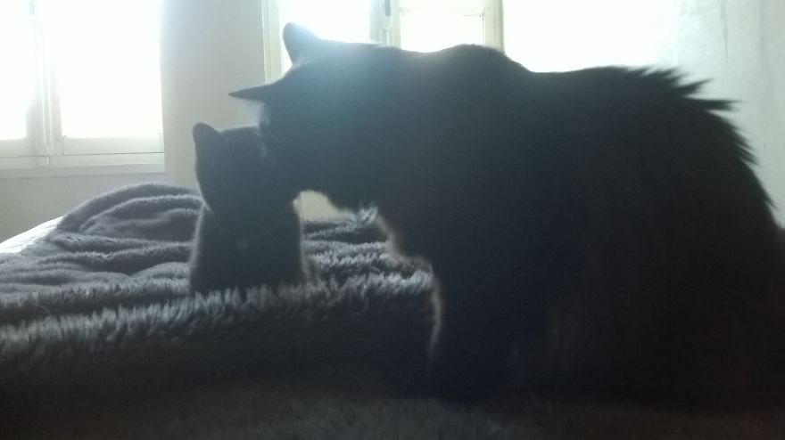 Gibbs Welcoming Loki The Kitten Who Was Found Shivering And Hungry Under A Car.