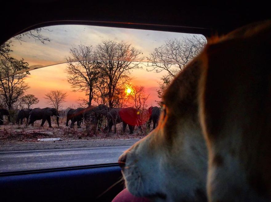 Meet Ginger, A Scared Security Dog From Zambia Who Became A World Traveler