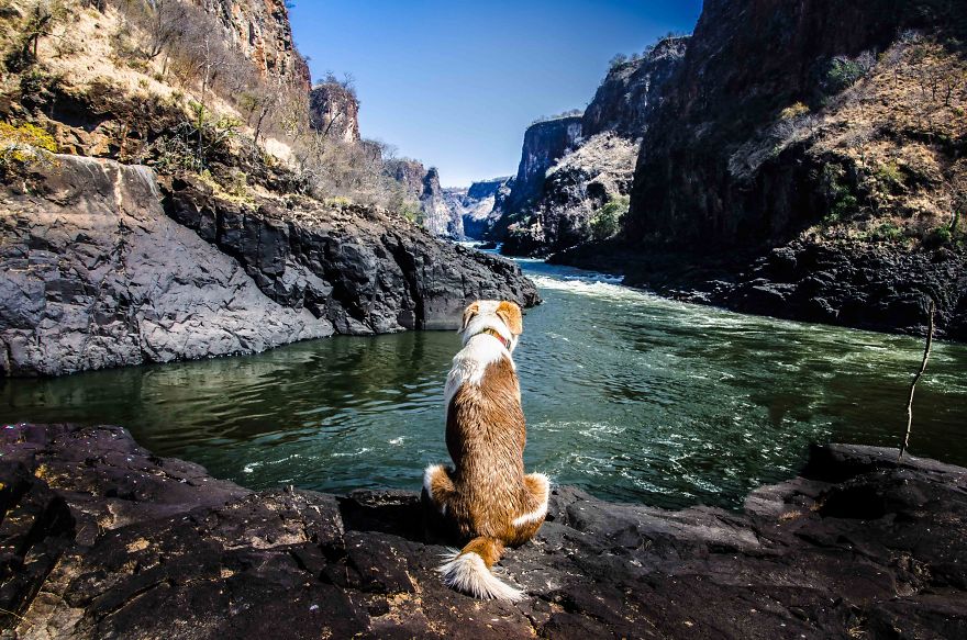 Meet Ginger, A Scared Security Dog From Zambia Who Became A World Traveler Meet Ginger, A Scared Security Dog From Zambia Who Became A World Traveler