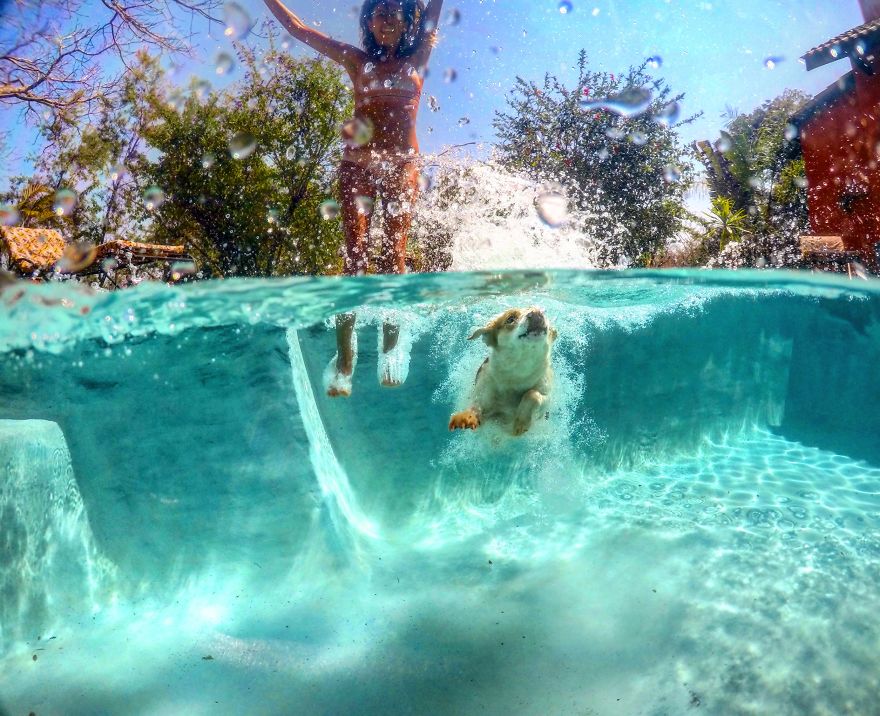 Meet Ginger, A Scared Security Dog From Zambia Who Became A World Traveler