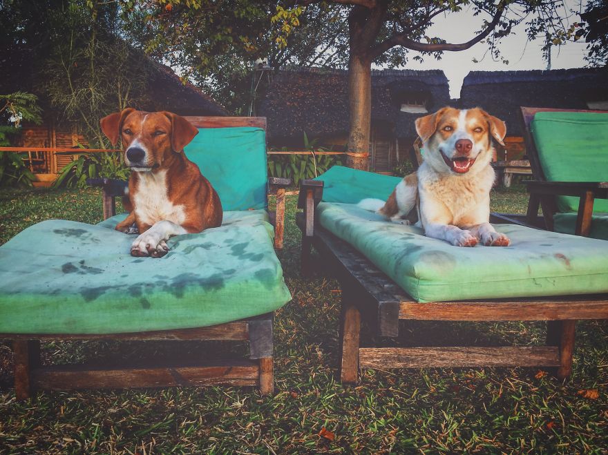 Meet Ginger, A Scared Security Dog From Zambia Who Became A World Traveler Meet Ginger, A Scared Security Dog From Zambia Who Became A World Traveler