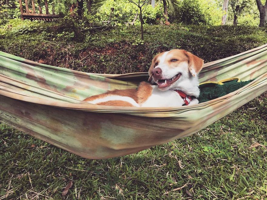 Meet Ginger, A Scared Security Dog From Zambia Who Became A World Traveler
