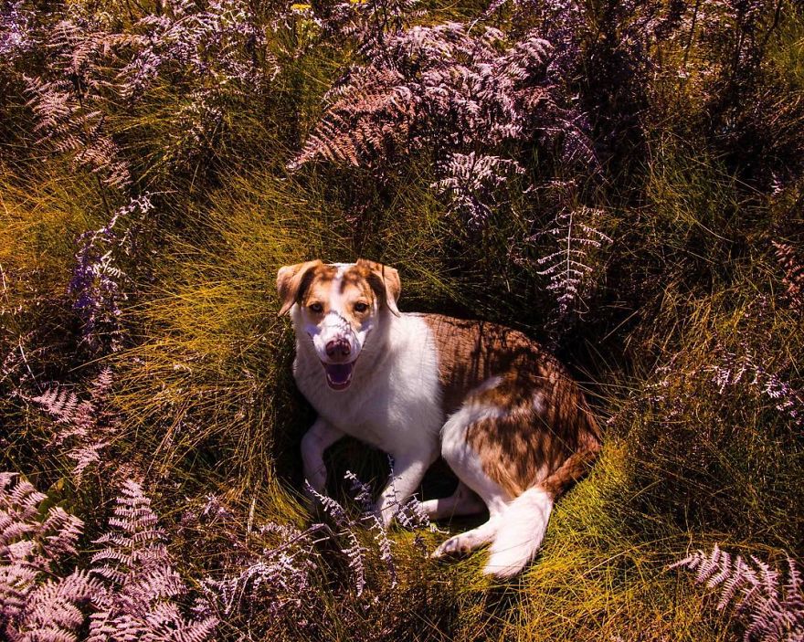 Meet Ginger, A Scared Security Dog From Zambia Who Became A World Traveler Meet Ginger, A Scared Security Dog From Zambia Who Became A World Traveler