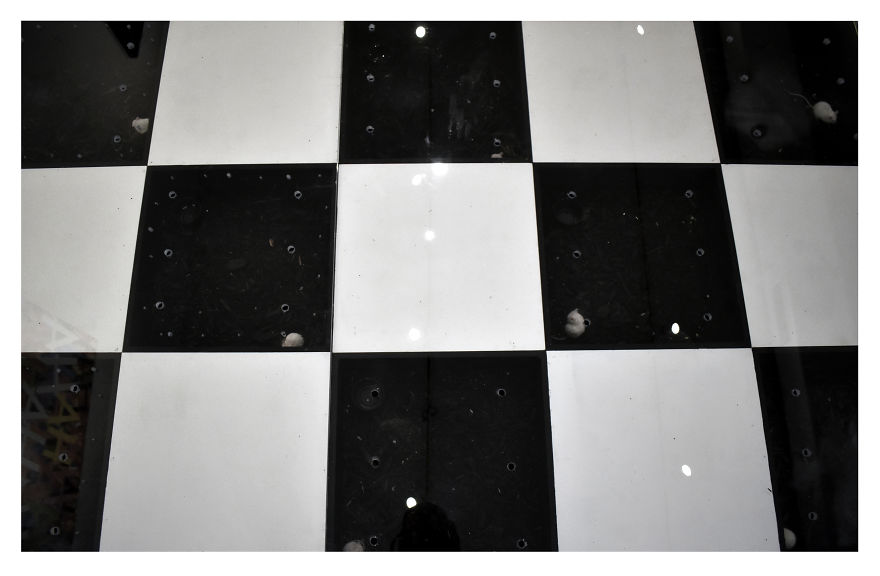 I Used 80 Live Mice To Create A Living Floor