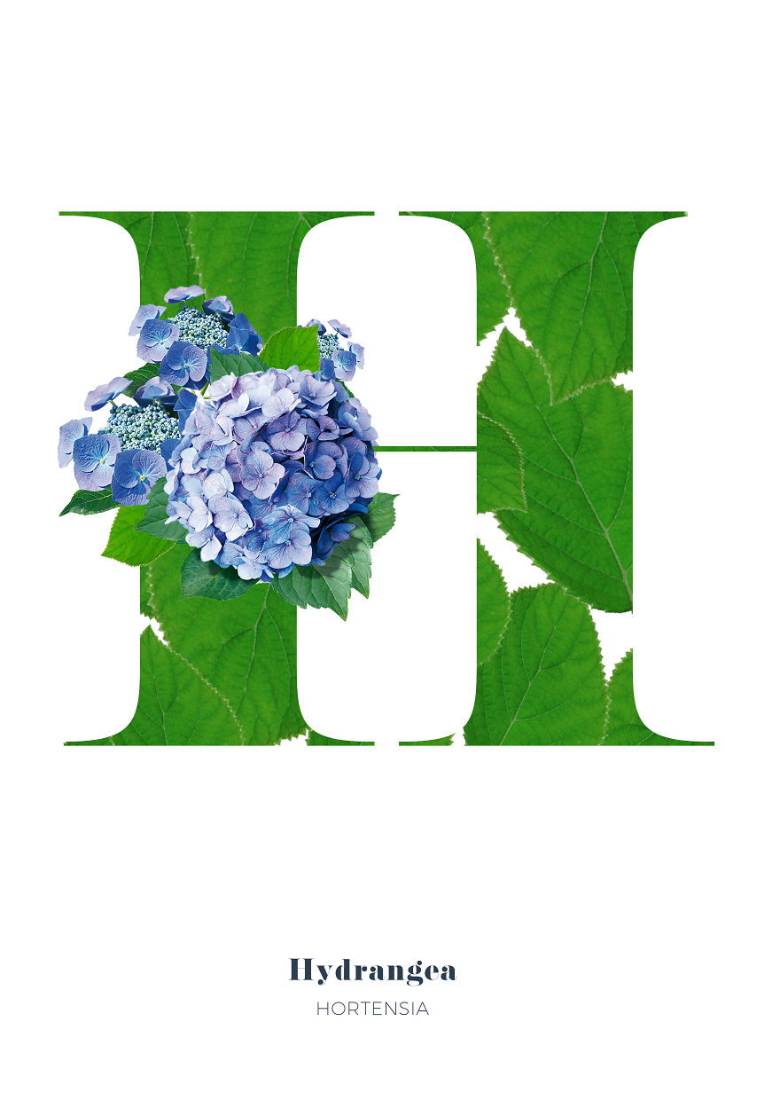 I Wanted To See What The Alphabet Would Look Like Made Out Of Flowers I Wanted To See What The Alphabet Would Look Like Made Out Of Flowers