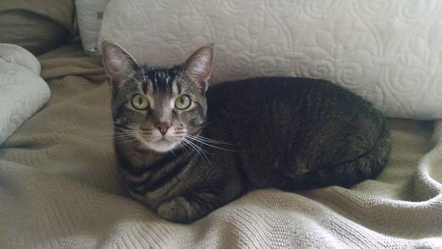 This Is Happy. She Was Injured, Wet And Had Been Dumped As A Kitten, But She Came To The Right House. She Is Happy Now!