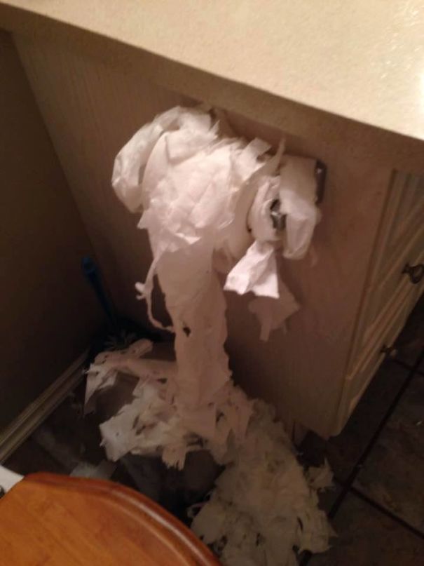 Our Two-Year Old Cat Still Does This...