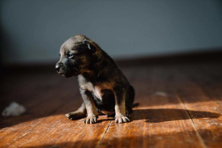 Helen's House Of Hope: A New Life For The Abandoned And Mistreated Dogs Of Bulgaria Helen's House Of Hope: A New Life For The Abandoned And Mistreated Dogs Of Bulgaria