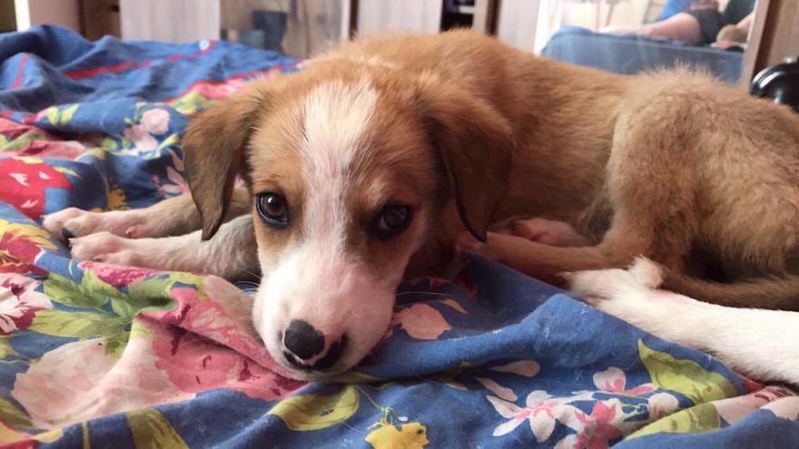 Helen's House Of Hope: A New Life For The Abandoned And Mistreated Dogs Of Bulgaria