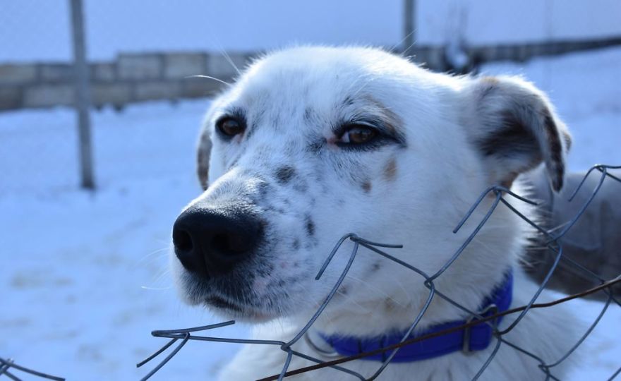 Helen's House Of Hope: A New Life For The Abandoned And Mistreated Dogs Of Bulgaria Helen's House Of Hope: A New Life For The Abandoned And Mistreated Dogs Of Bulgaria
