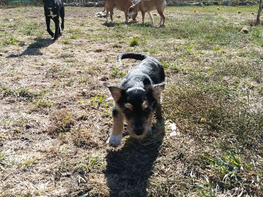 Helen's House Of Hope: A New Life For The Abandoned And Mistreated Dogs Of Bulgaria Helen's House Of Hope: A New Life For The Abandoned And Mistreated Dogs Of Bulgaria