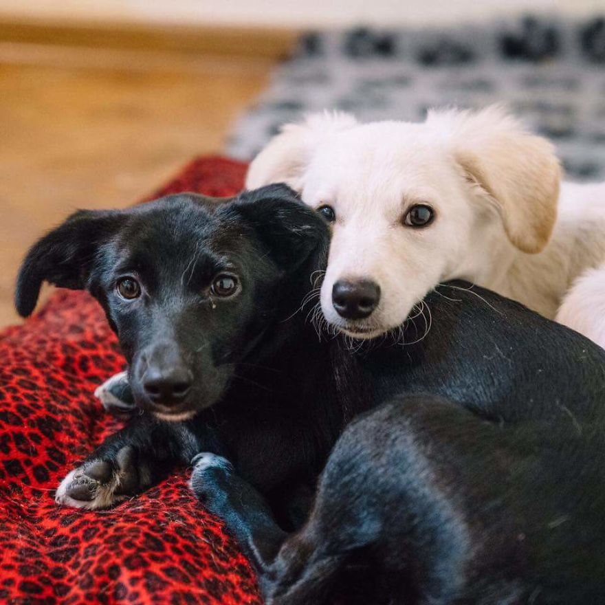 Helen's House Of Hope: A New Life For The Abandoned And Mistreated Dogs Of Bulgaria Helen's House Of Hope: A New Life For The Abandoned And Mistreated Dogs Of Bulgaria