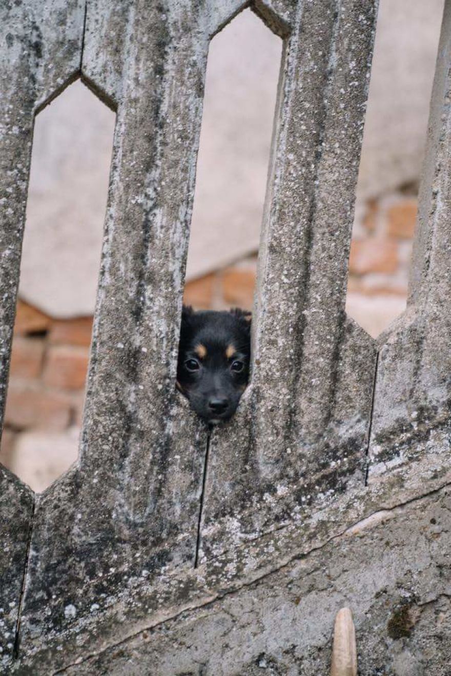 Helen's House Of Hope: A New Life For The Abandoned And Mistreated Dogs Of Bulgaria Helen's House Of Hope: A New Life For The Abandoned And Mistreated Dogs Of Bulgaria