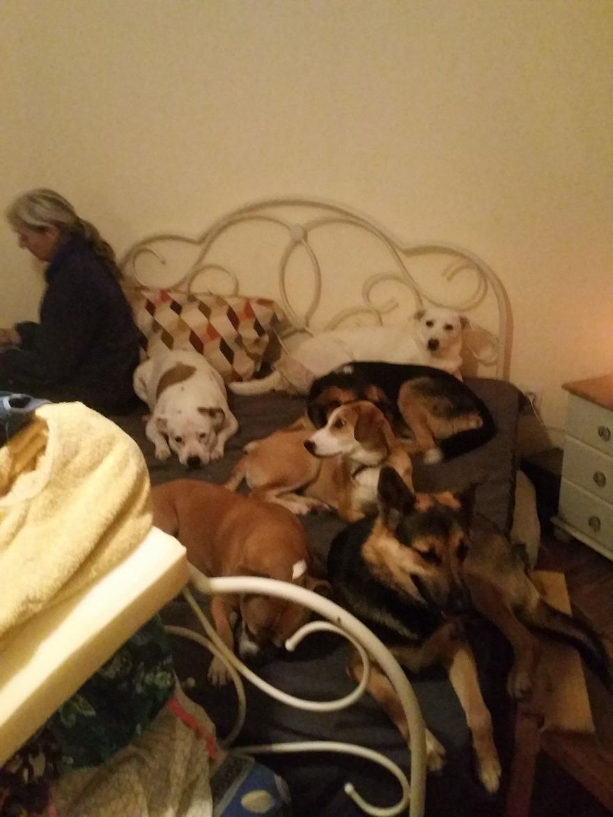 Helen's House Of Hope: A New Life For The Abandoned And Mistreated Dogs Of Bulgaria Helen's House Of Hope: A New Life For The Abandoned And Mistreated Dogs Of Bulgaria