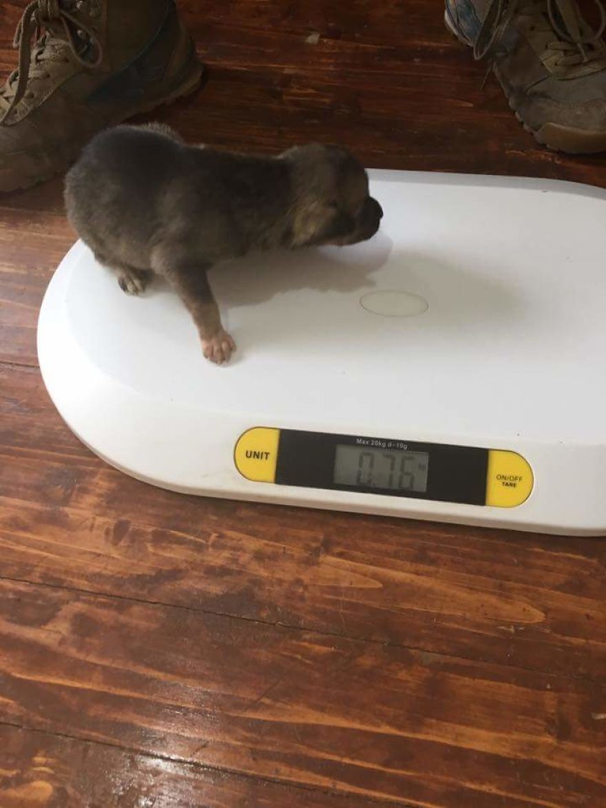 Helen's House Of Hope: A New Life For The Abandoned And Mistreated Dogs Of Bulgaria Helen's House Of Hope: A New Life For The Abandoned And Mistreated Dogs Of Bulgaria