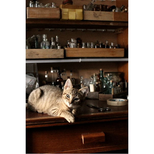 Helpful Paws In My Workshop, Part 2