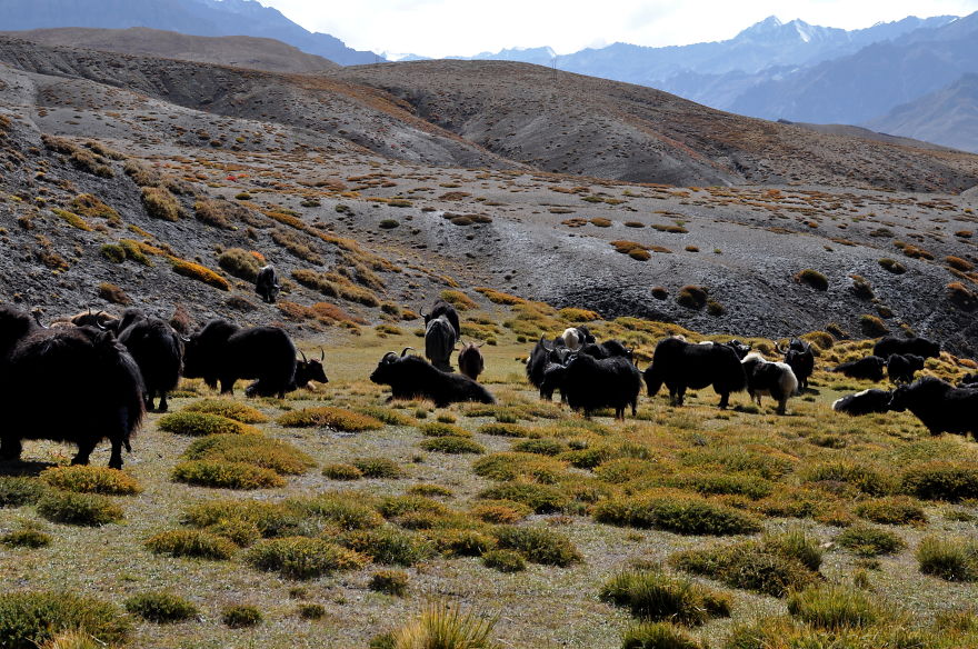 I Travelled To Spiti - A Cold Mountain Desert In India
