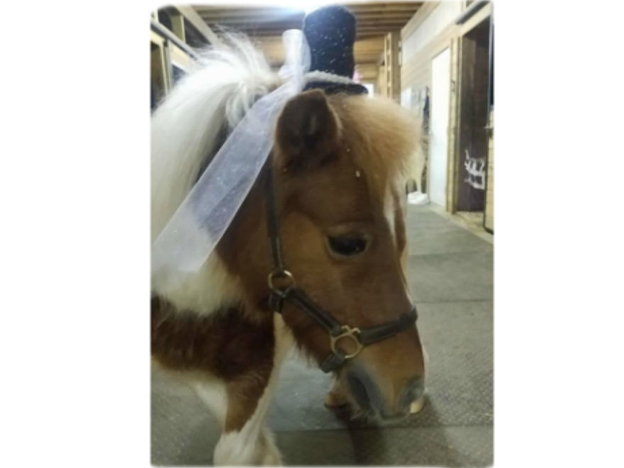 I Designed Some Crocheted Hat Headbands And One Of My Pattern Testers Made Them So Much More Awesome By Putting Them On Her Horses. I Designed Some Crocheted Hat Headbands And One Of My Pattern Testers Made Them So Much More Awesome By Putting Them On Her Horses.