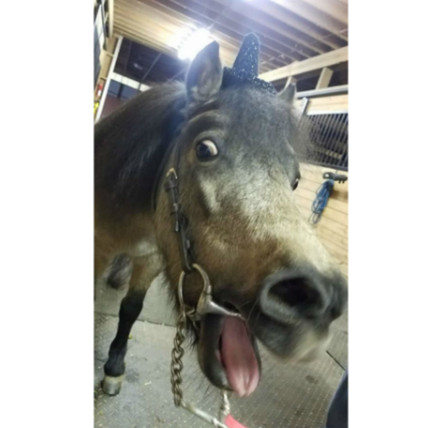 I Designed Some Crocheted Hat Headbands And One Of My Pattern Testers Made Them So Much More Awesome By Putting Them On Her Horses.