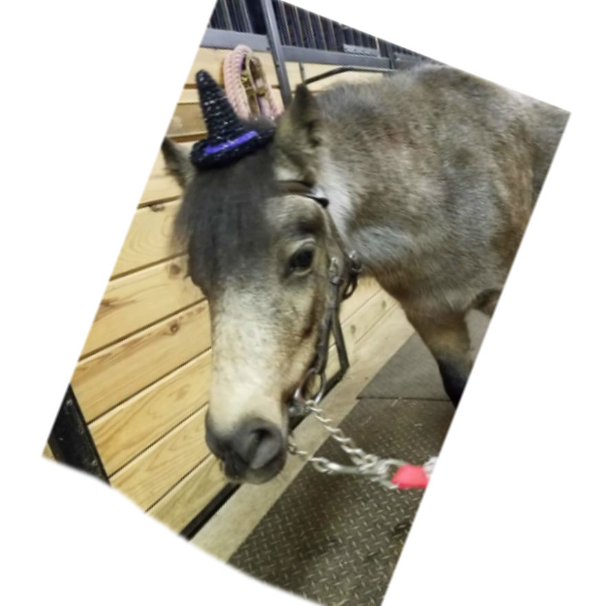I Designed Some Crocheted Hat Headbands And One Of My Pattern Testers Made Them So Much More Awesome By Putting Them On Her Horses. I Designed Some Crocheted Hat Headbands And One Of My Pattern Testers Made Them So Much More Awesome By Putting Them On Her Horses.
