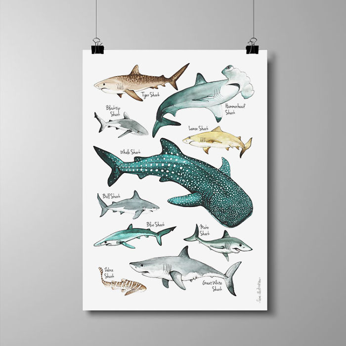 I Draw Animal Posters Using Pencils And Watercolors