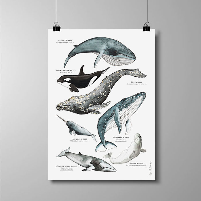 I Draw Animal Posters Using Pencils And Watercolors