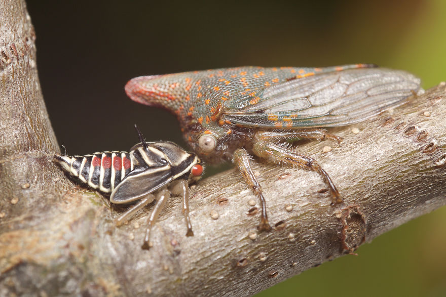 I Photographed Evidence Of Maternal Instincts In Insects
