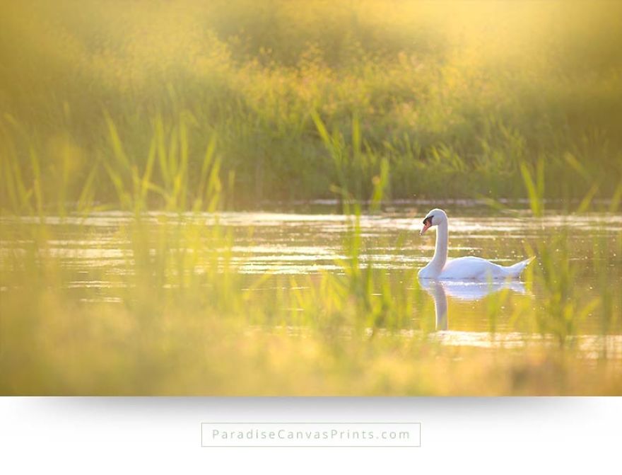 I Never Knew A Swan Could Be So Beautiful... I Never Knew A Swan Could Be So Beautiful...