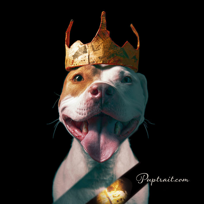 Foster Dogs And Other Discarded Things Come Together For Whimsical And Surreal Pet Portrait Series