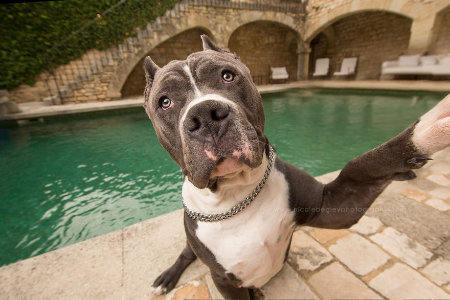 These Dogs Have Mastered The Art Of The Selfie