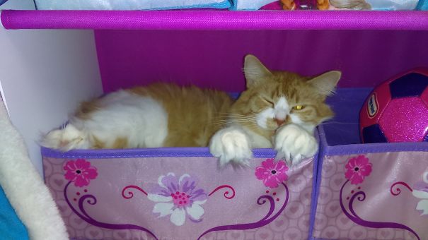 Chelsea Has Stolen The Child's Toy Box