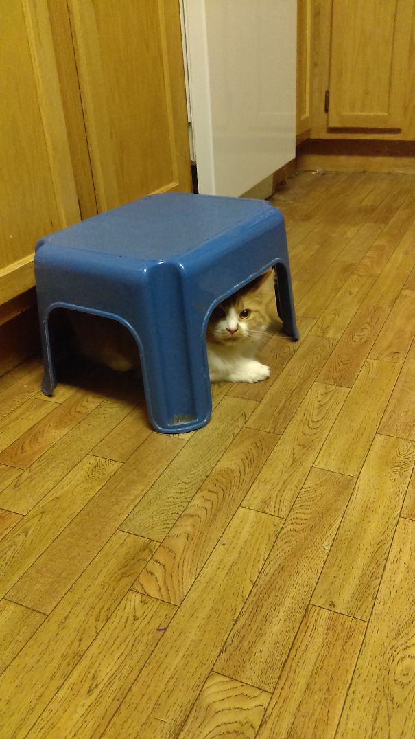 Chelsea Likes To Hide In Walkways And Then Spaz Out And Swipe Your Leg As You Walk By.