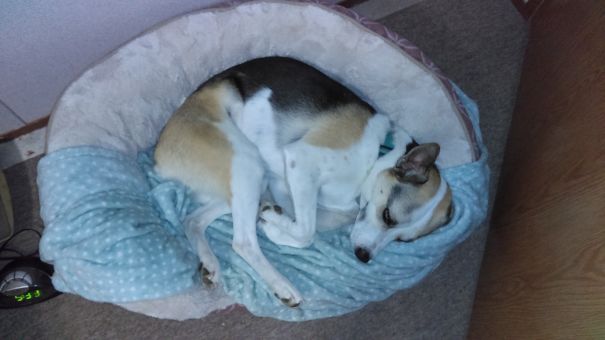 Bought My Dog A Blanket To Cuddle. She Immediately Chewed The Corner Off.