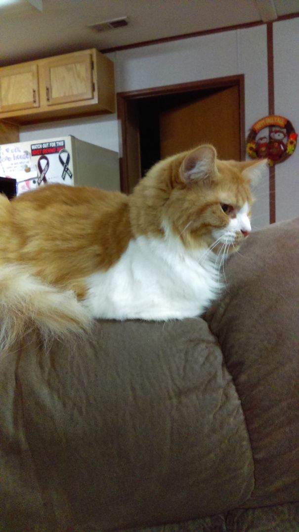 Chelsea Jumped On The Back Of The Recliner I Was In And Almost Toppled Us Over. She Weighs Less Than 10 Lbs.