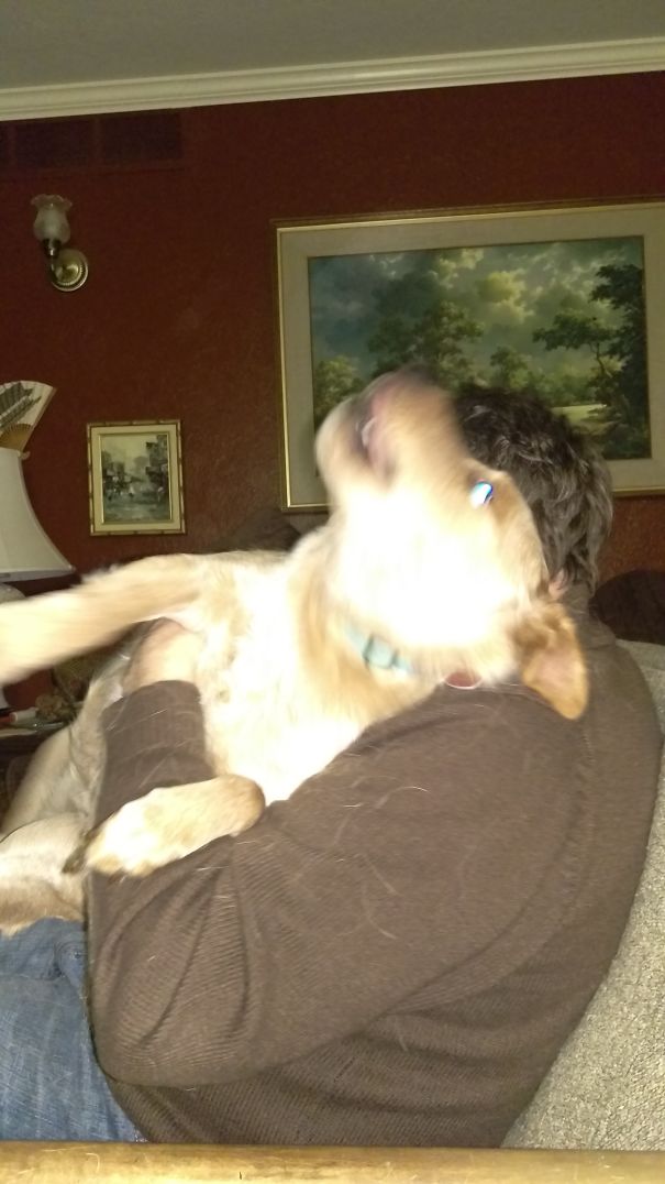 Rudy Thinks He's A Lap Dog. He's Not.