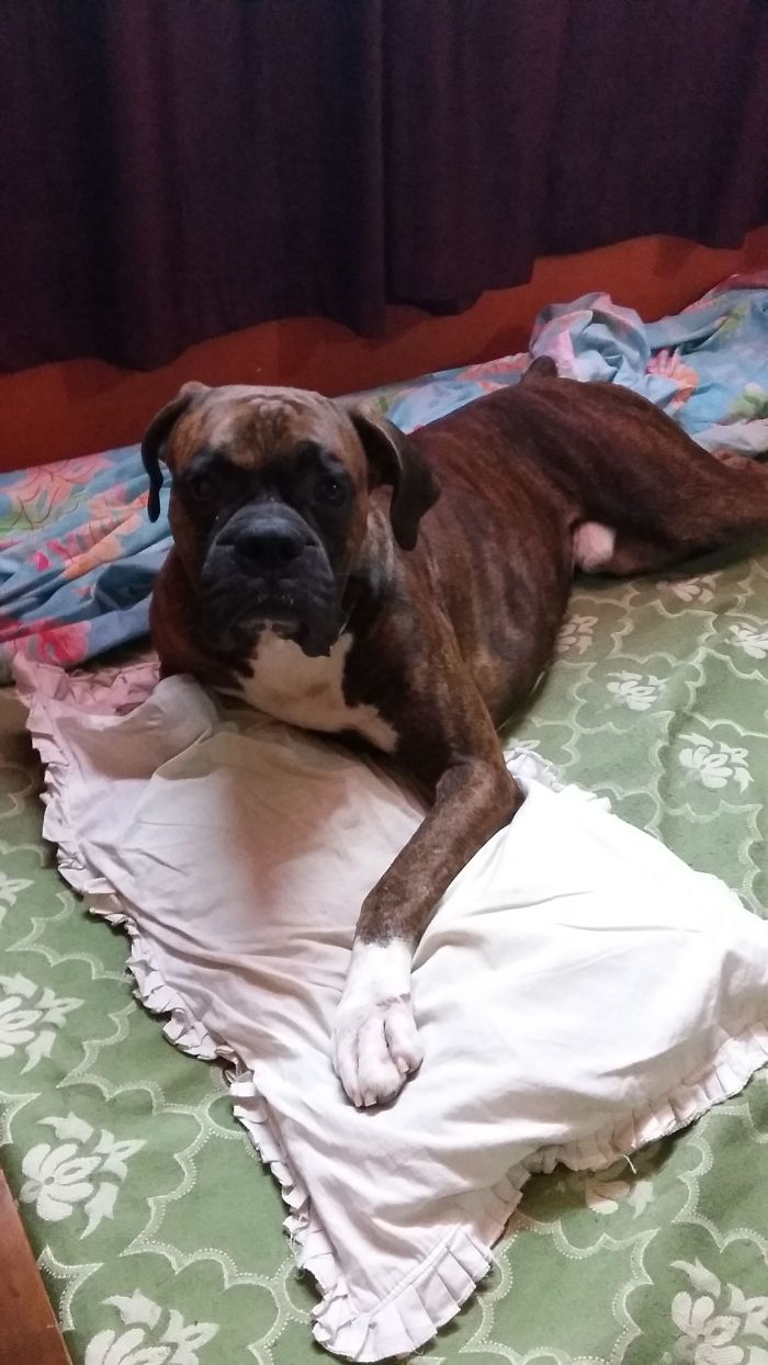 What!!!!its My Pillow ..go Get Your Space Somewhere Else Buddy. .