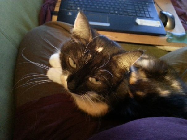 How Do You Mean I Can't Stay On Your Lap?!?