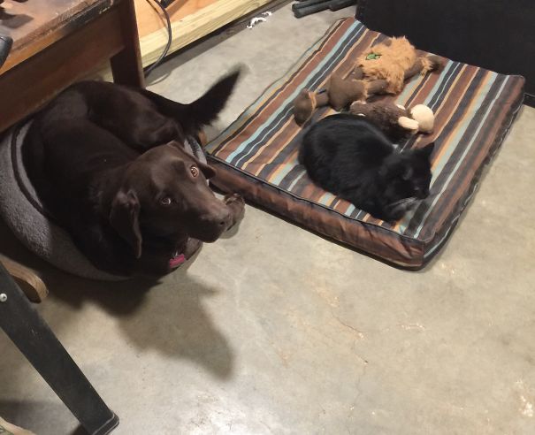 Our Cat Stole The Dog Bed So Our Dog Had Nowhere Else To Sit Except The Cat Bed...