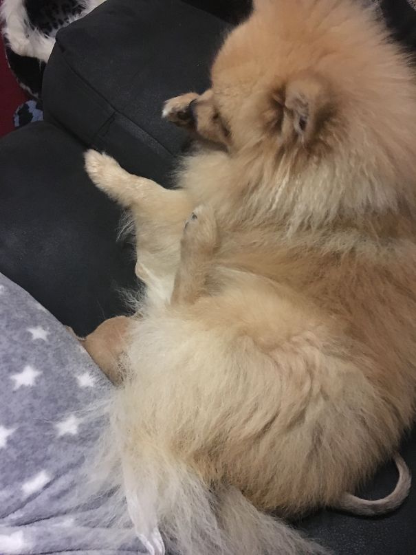 Spot The Second Dog....think He's Trying To Suffocate Her 😐