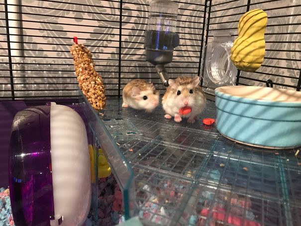 My Hammie Is A Jerk...one Heart-Treat Just Ain't Enough Ey?