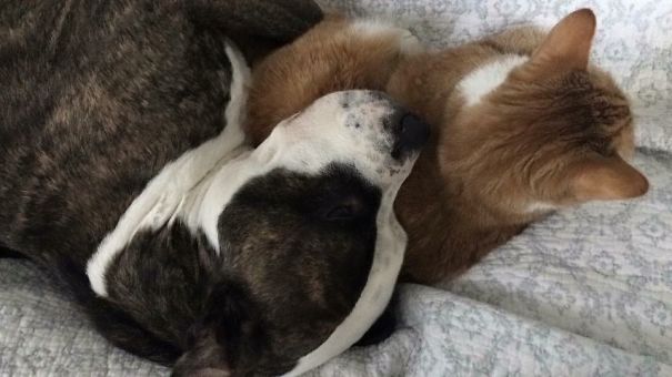 I Like My Fluffy Pillow