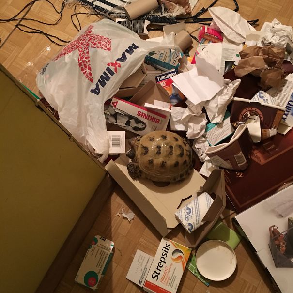 Guilty As A Saint 😇🐢